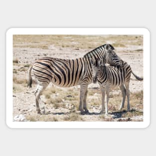 Zebra with Foal in Etosha, Namibia Sticker